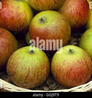 Apple - `Ellison's Orange' AGM (Dessert)   FRU091845 Stock Photo